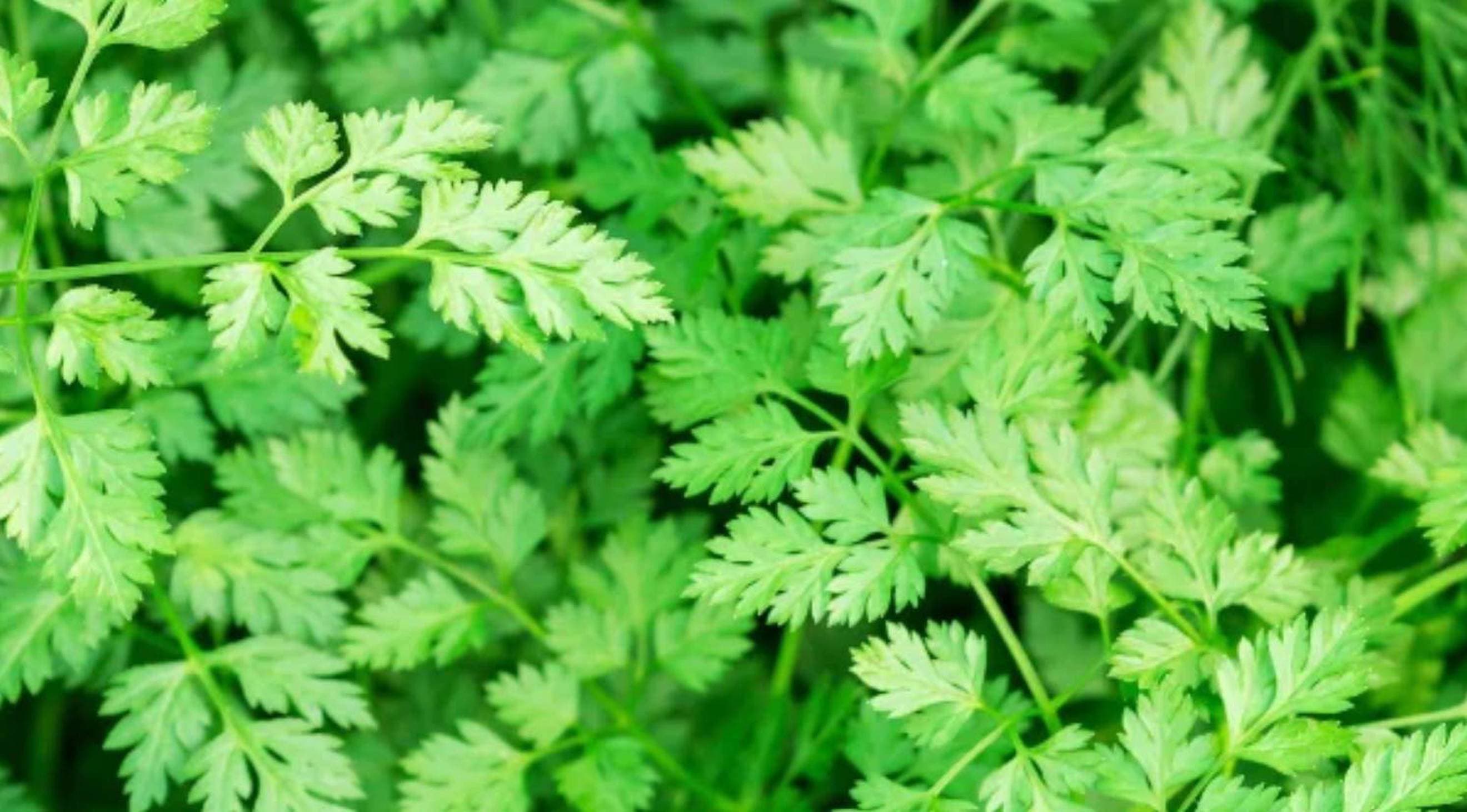 Chervil