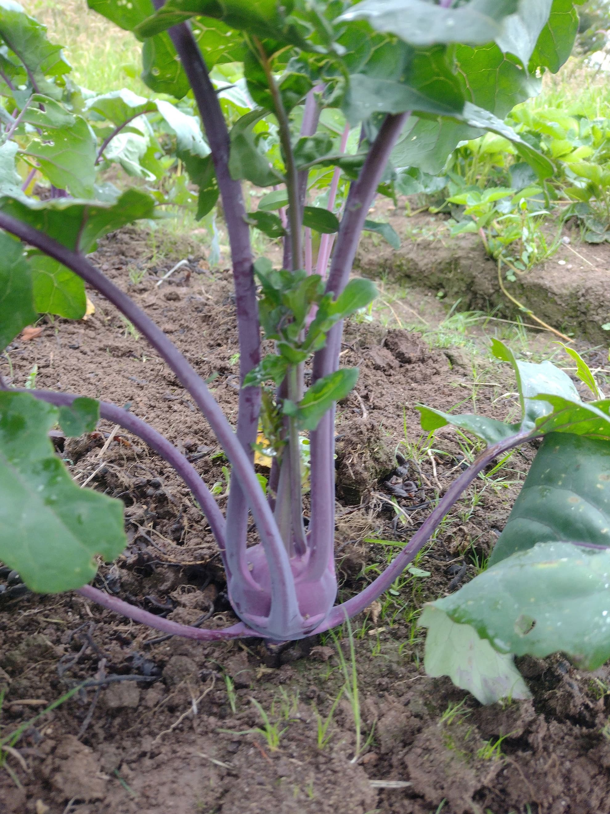 Purple Kohlrabi Baby Sized