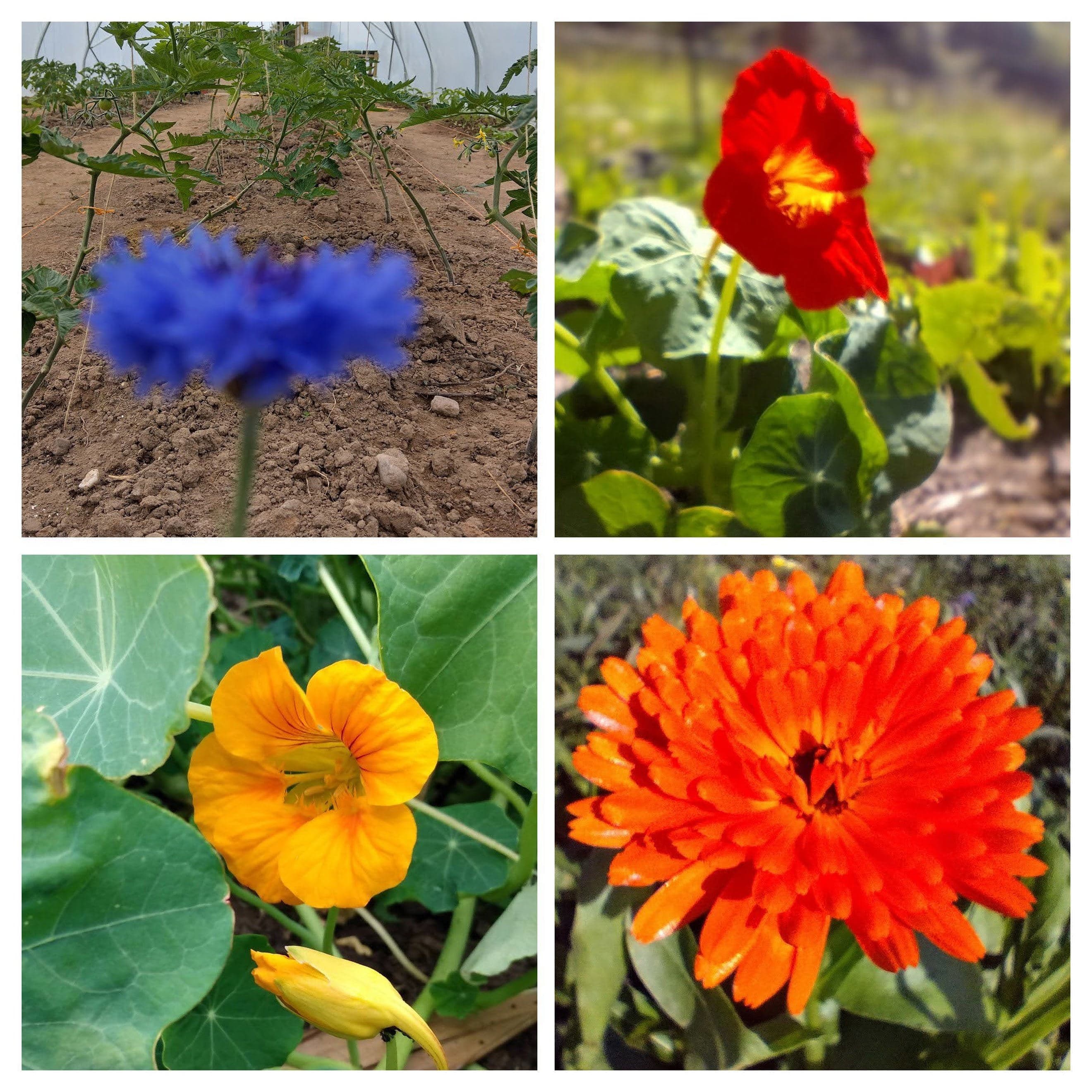 Edible Flowers