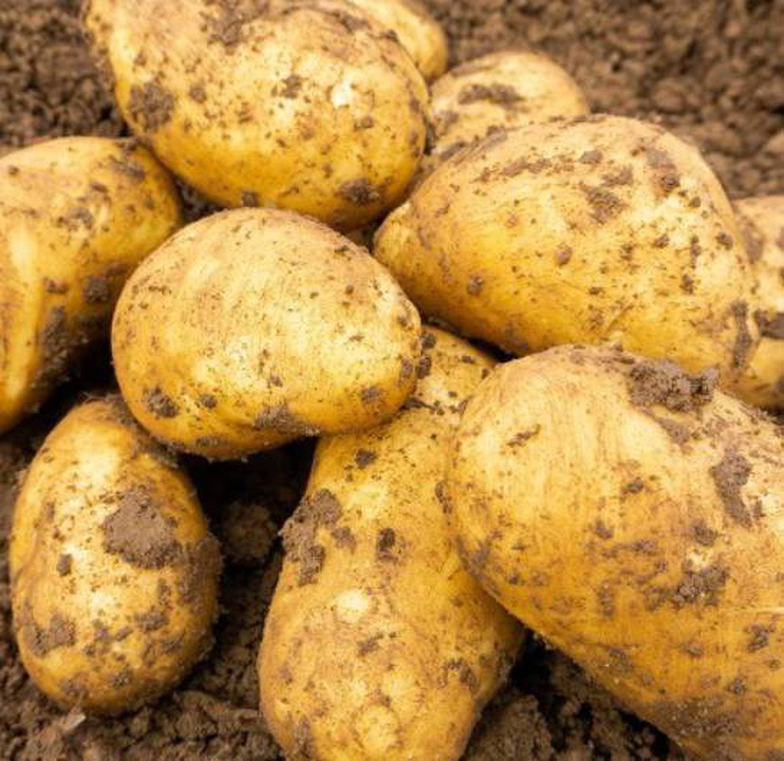 New potatoes Charlotte (1kg)
