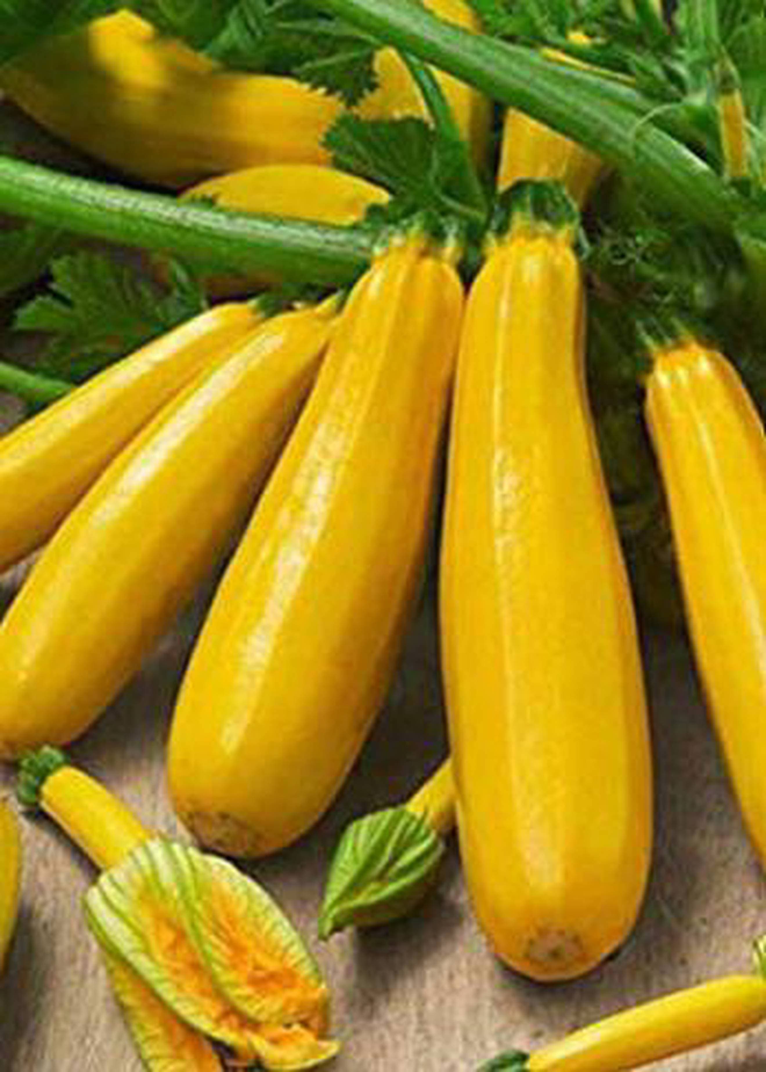 Courgette, Gold Rush
