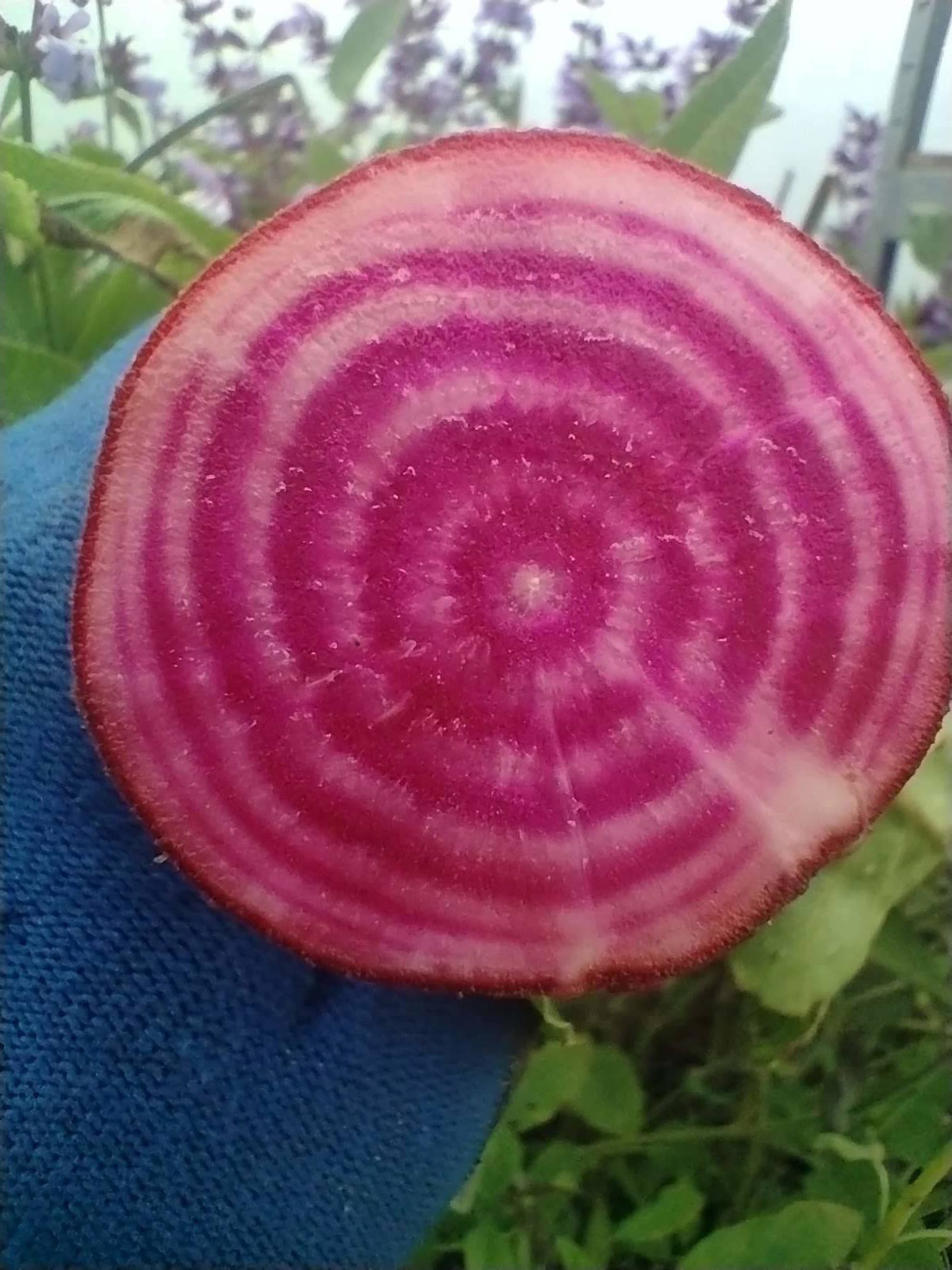 Beetroot ‘Tonda di Chioggia’