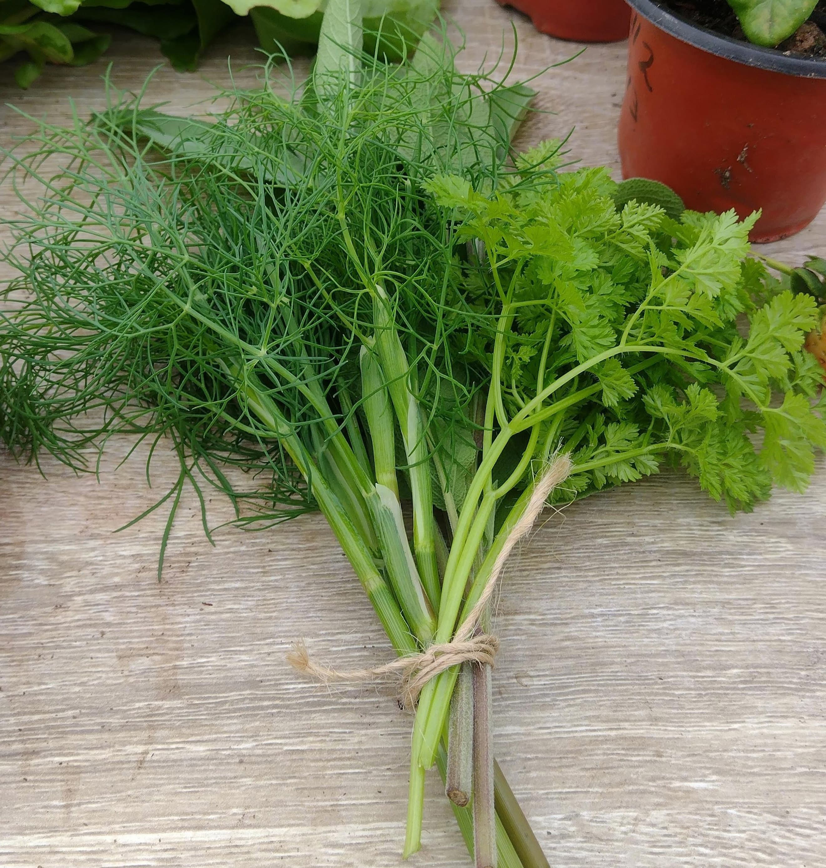 Fresh Seasonal Herb Collection