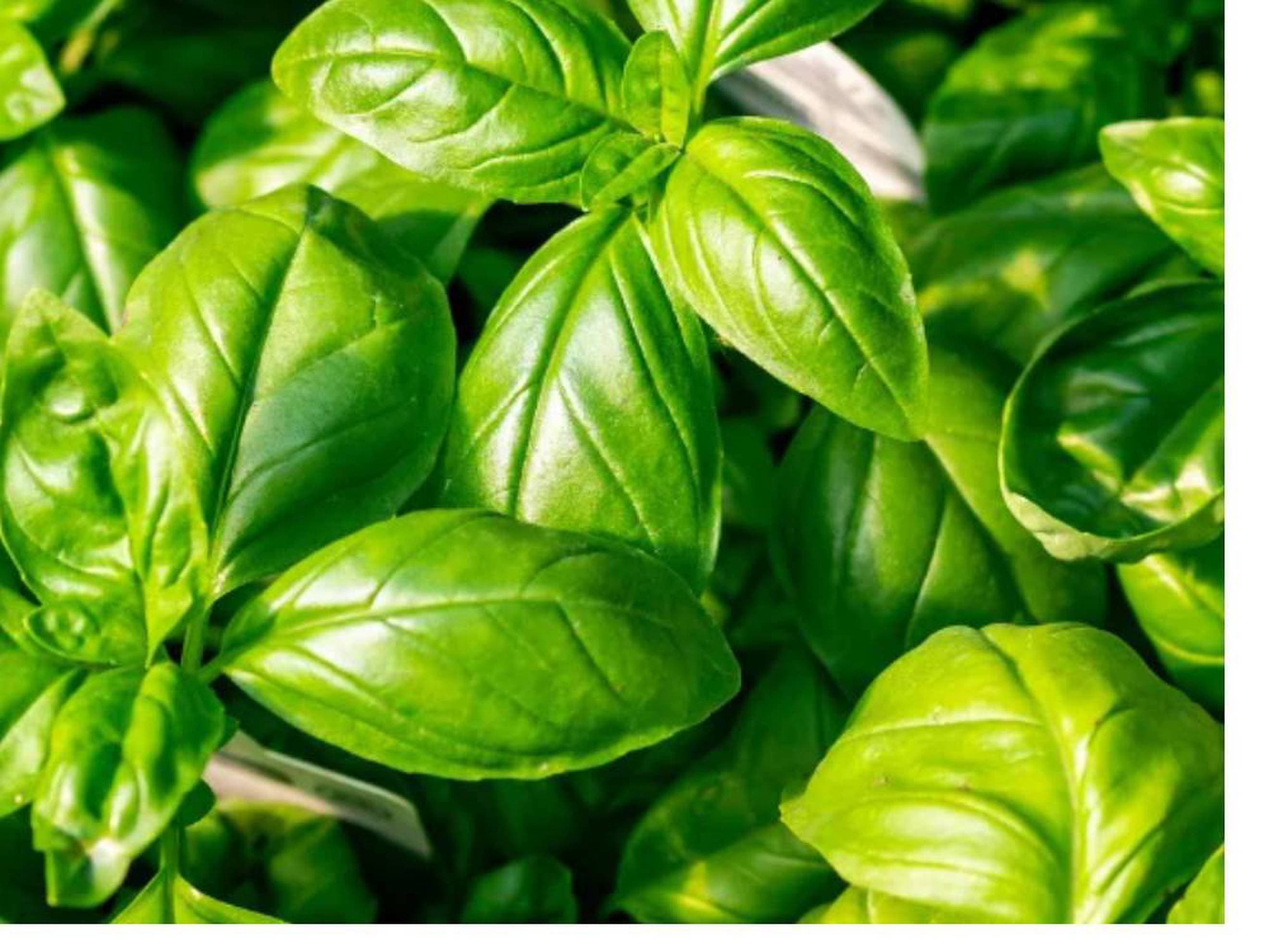 Fresh Basil