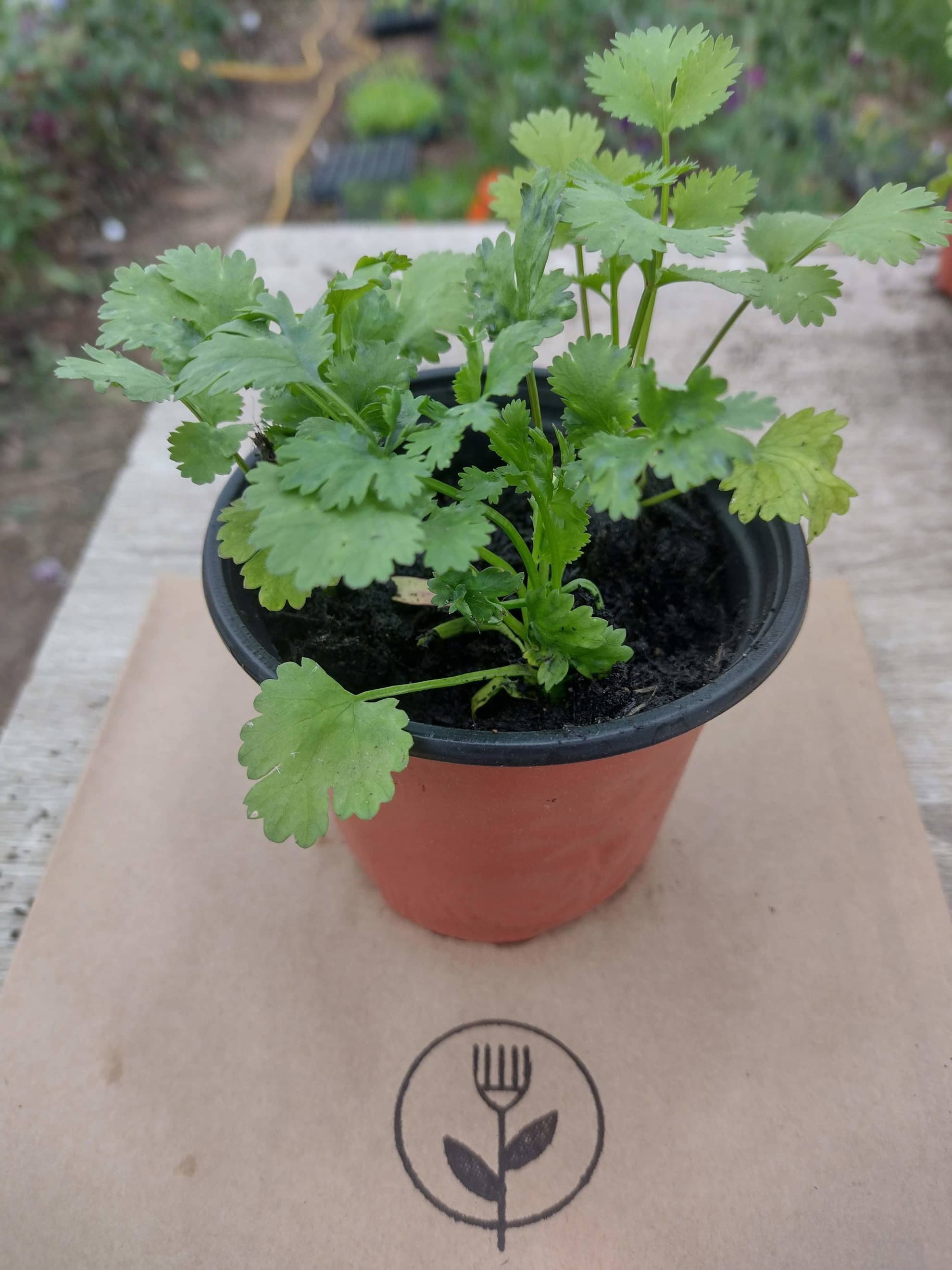 Coriander in a Pot