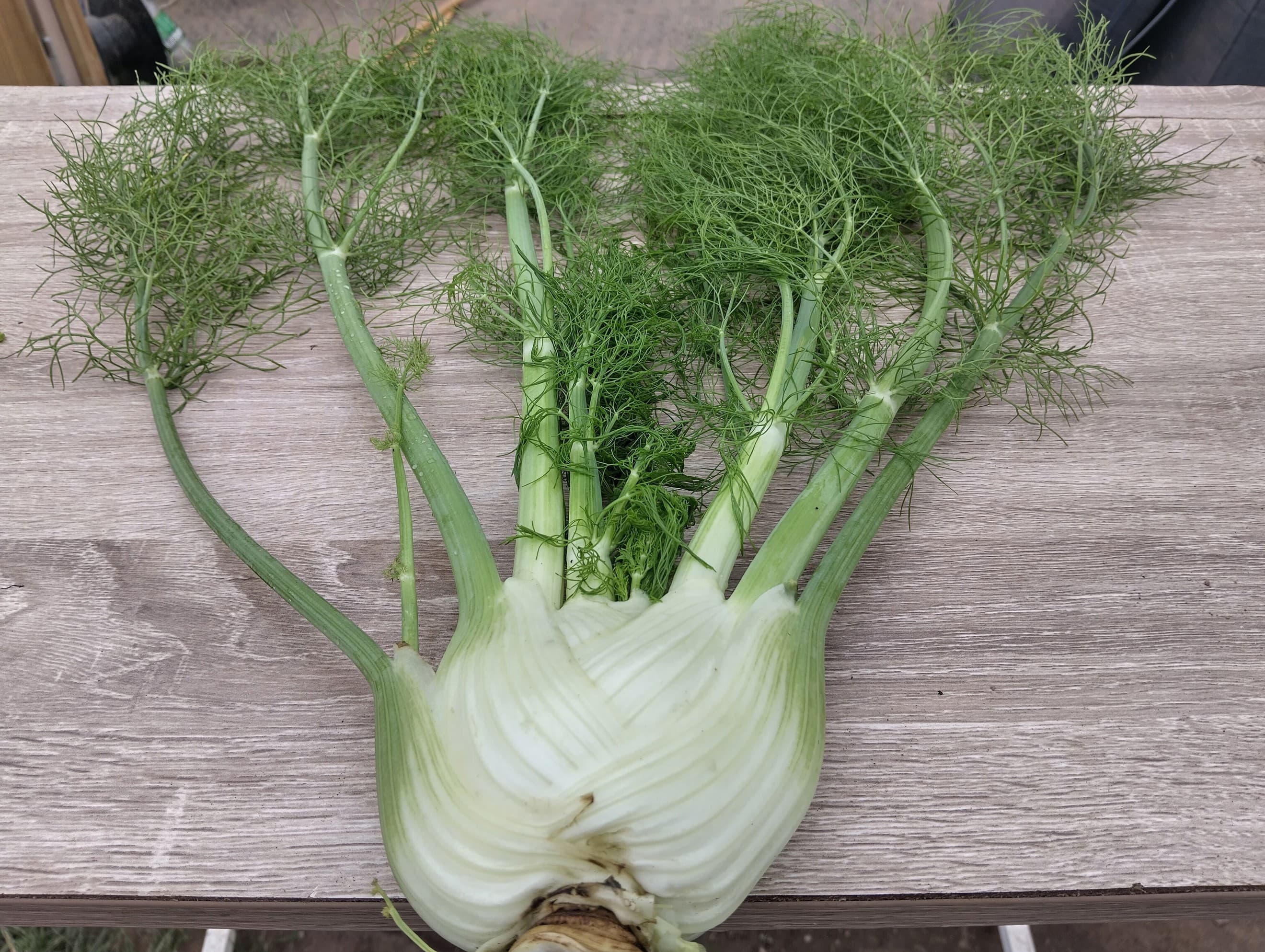 Baby Florence Fennel 'Fino'